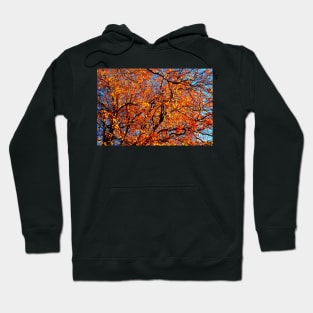 Spectacular curved branches of beech trees strewn with yellow and orange leaves Hoodie